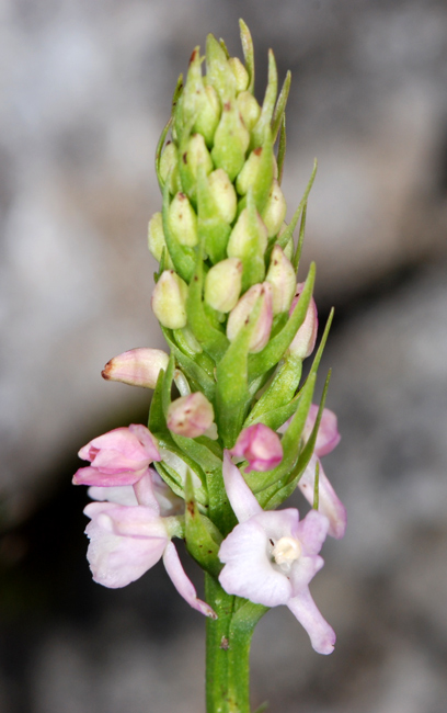 Gymnadenia odoratissima