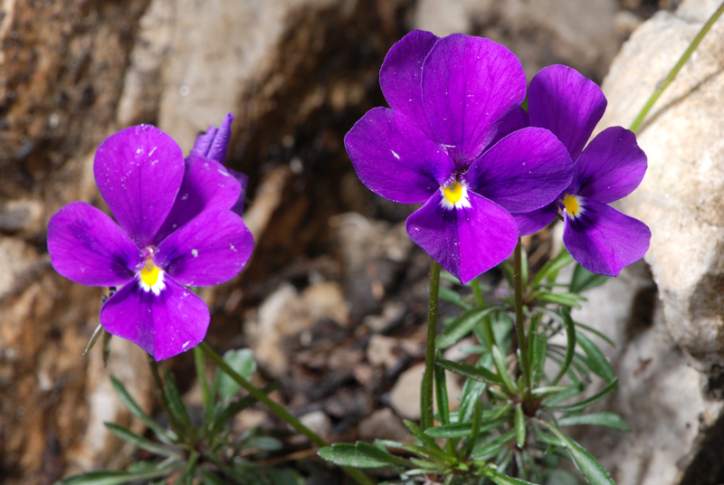 Viola dubyana / Viola di Duby