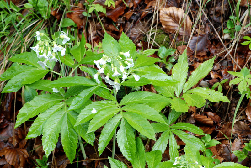 Cardamine heptaphylla / Dentaria pennata