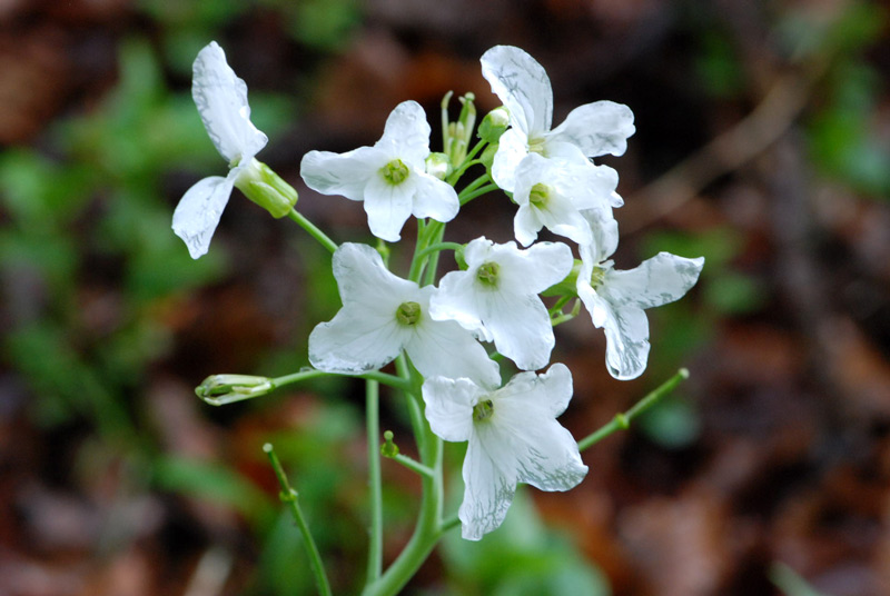 Cardamine heptaphylla / Dentaria pennata