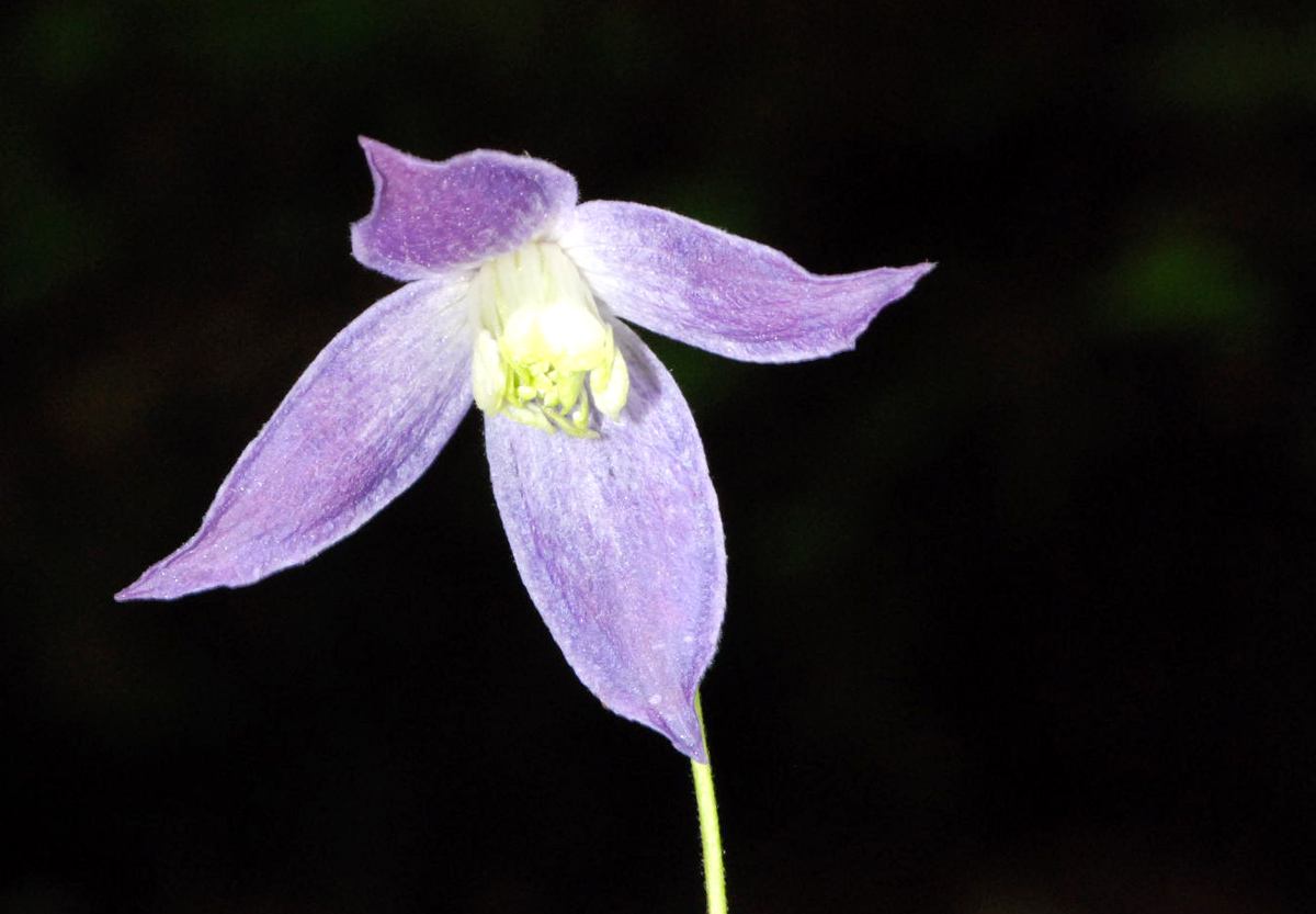 Clematis alpina / Clematide alpina