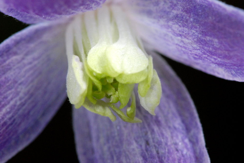 Clematis alpina / Clematide alpina