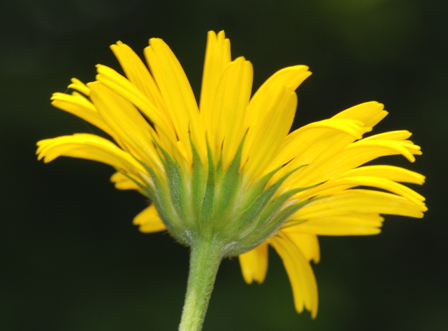 Buphthalmum salicifolium / Asteroide salicina