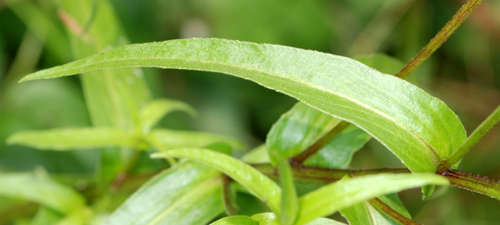 Buphthalmum salicifolium / Asteroide salicina