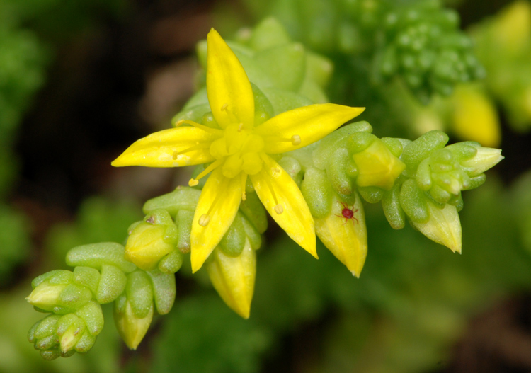 Sedum acre