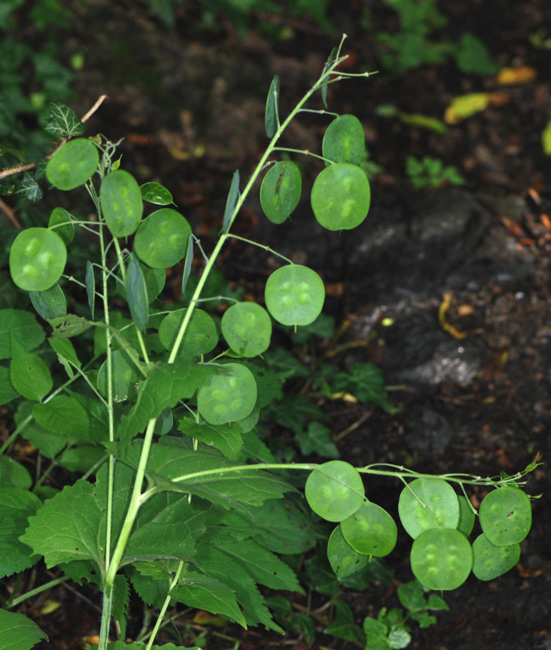 Lunaria annua / Medaglioni del Papa (frutto)