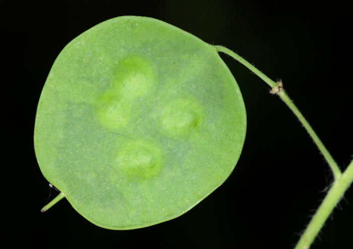 Lunaria annua / Medaglioni del Papa (frutto)