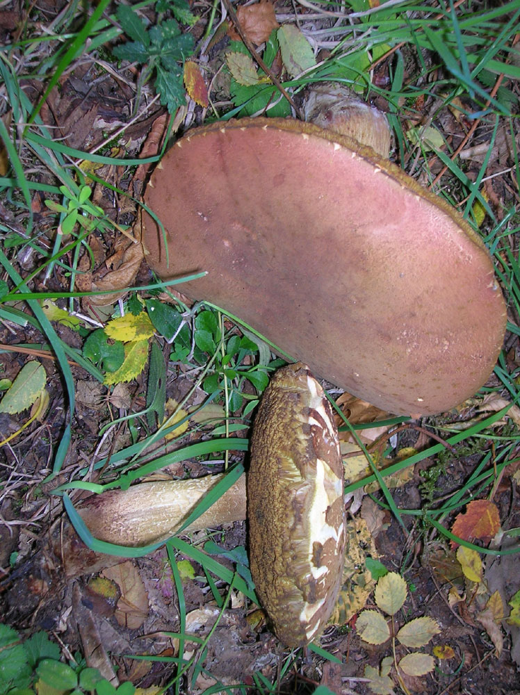 boletus