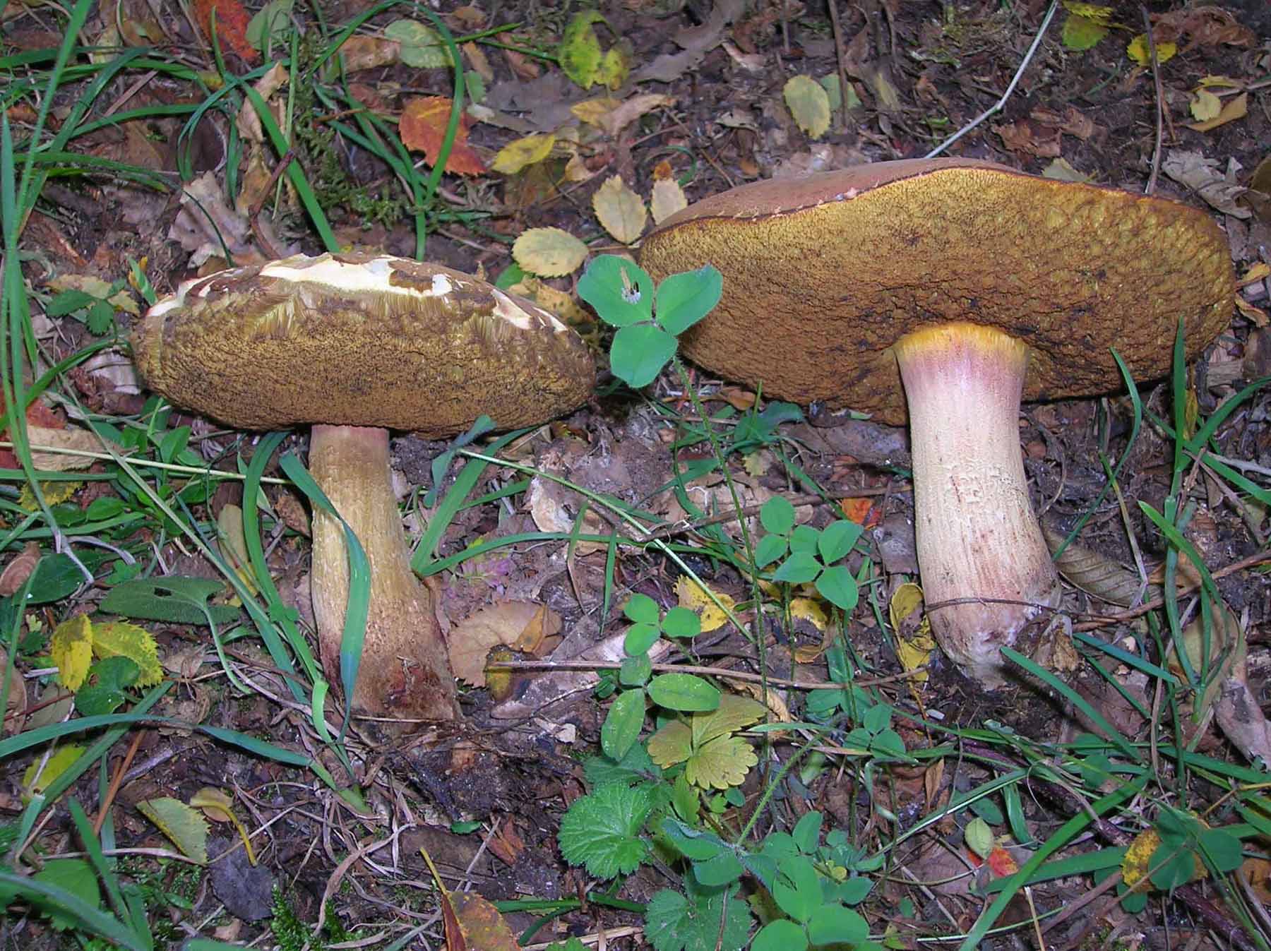 boletus