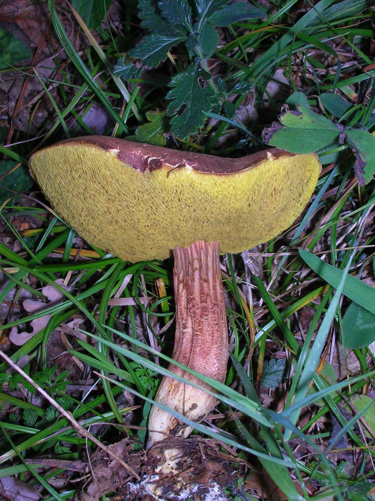 boletus