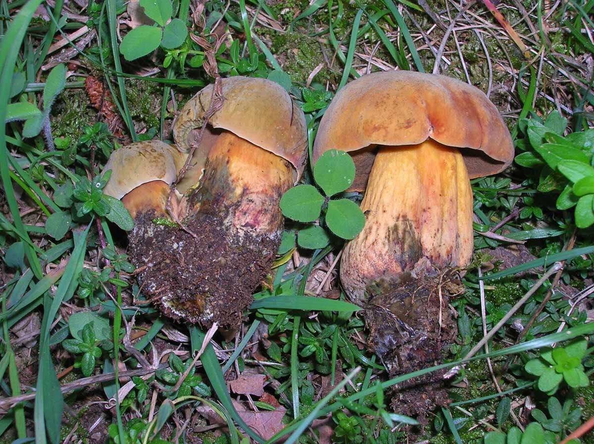 boletus 3