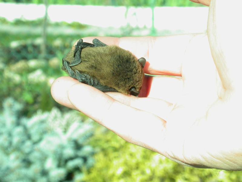 Pipistrellus sp. - Verona