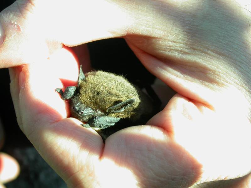 Pipistrellus sp. - Verona