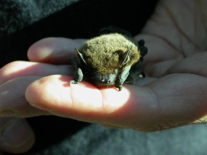 Pipistrellus sp. - Verona