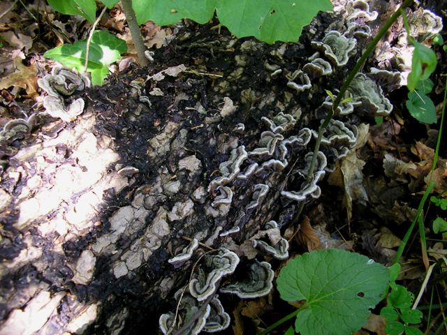 Auricularia mesenterica