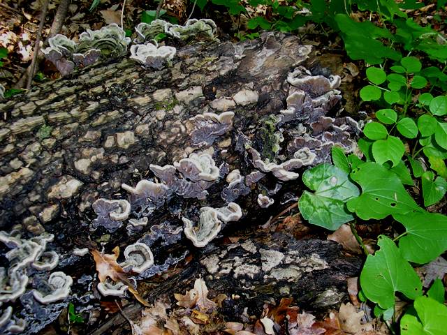 Auricularia mesenterica