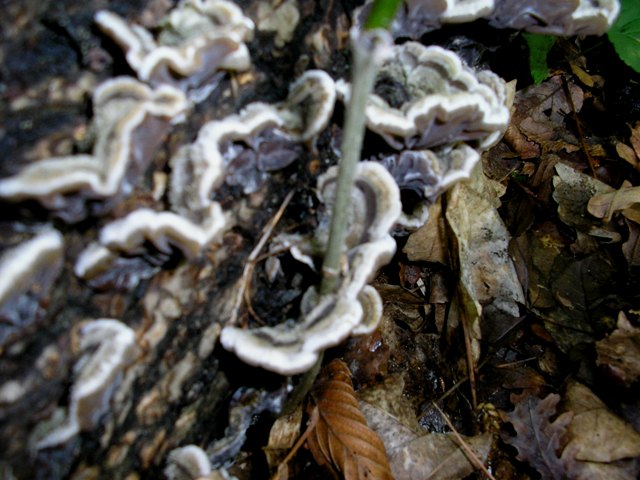 Auricularia mesenterica