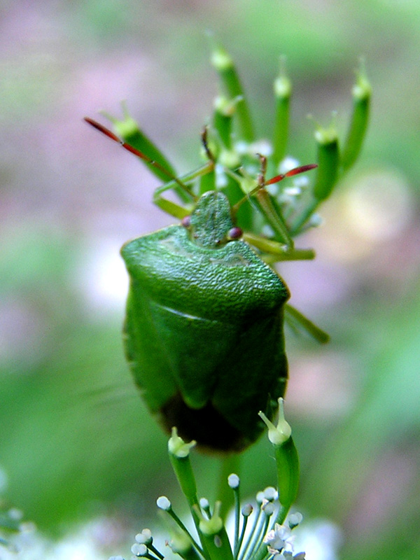 Palomena prasina