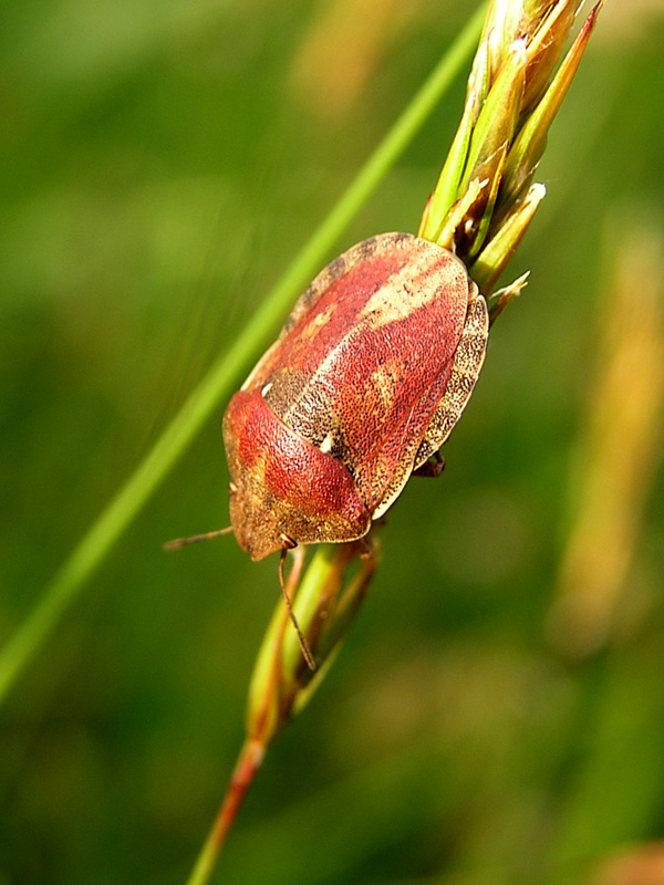 Eurygaster testudinaria (Heteroptera, Scutelleridae)