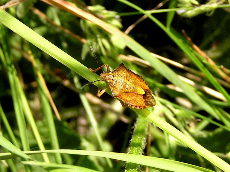 Megalotomus junceus (Heteroptera, Alydidae): nuovo per NM!!!