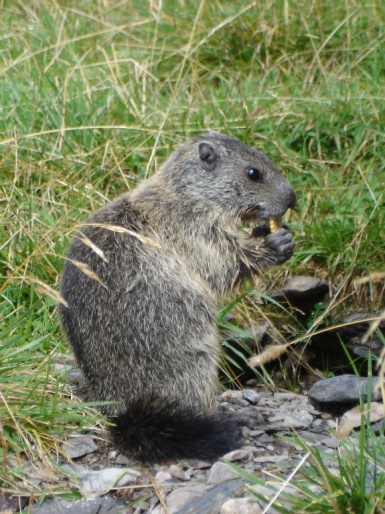 Marmotta - Valle d''Inferno, Ornica (BG)