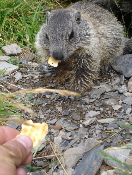 Marmotta - Valle d''Inferno, Ornica (BG)