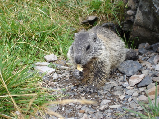 Marmotta - Valle d''Inferno, Ornica (BG)