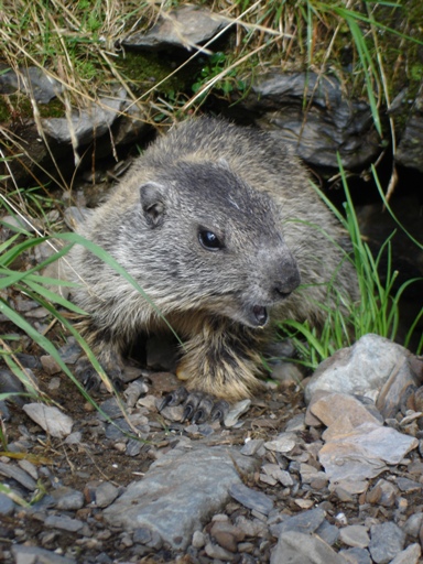 Marmotta - Valle d''Inferno, Ornica (BG)