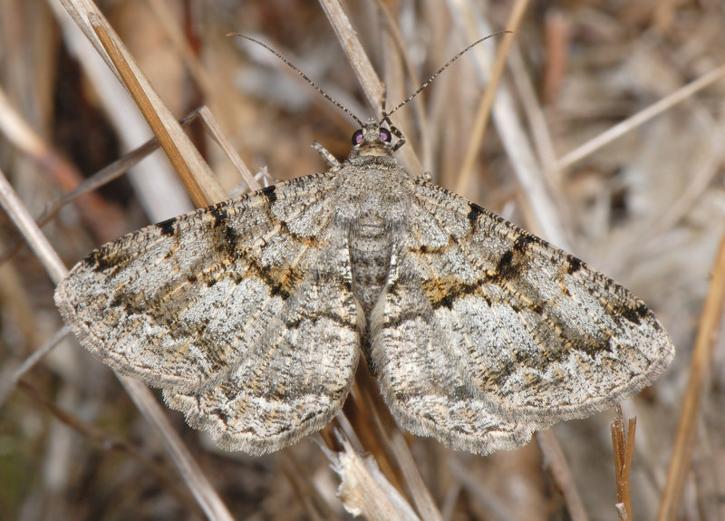 Peribatodes rhomboidaria