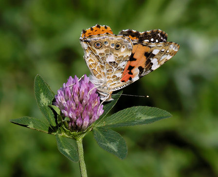 Vanessa cardui ???