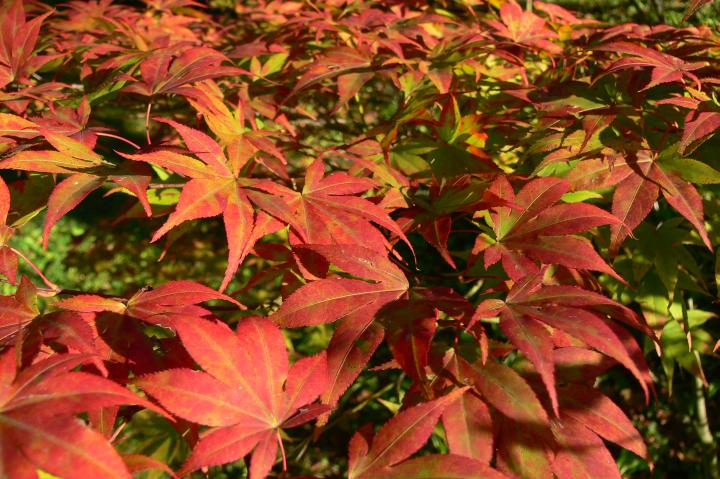 Acer palmatum