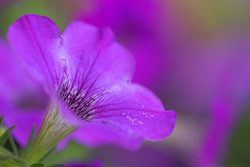 Petunia hybrida / Petunia (pianta coltivata)