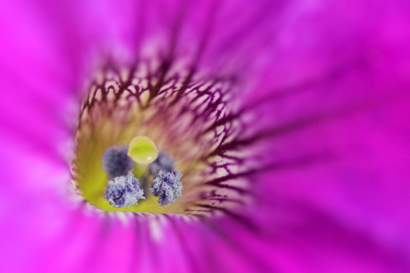 Petunia hybrida / Petunia (pianta coltivata)