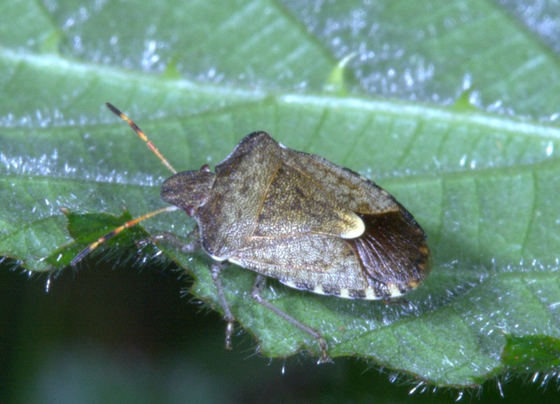 pentatomidae