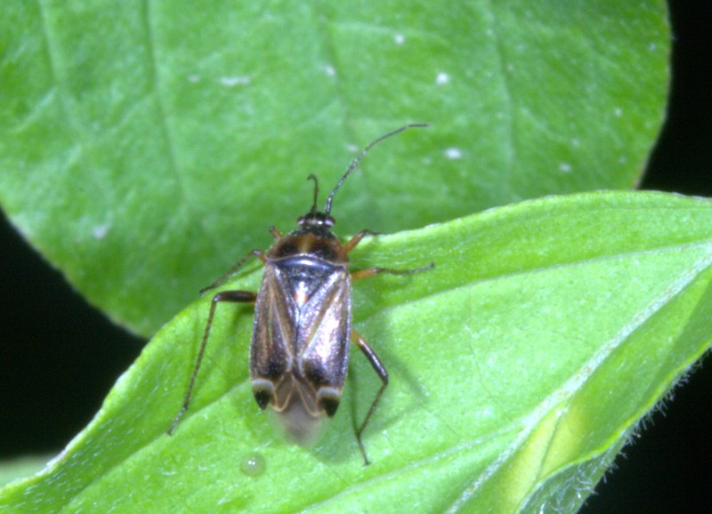 Harpocera (Miridae)