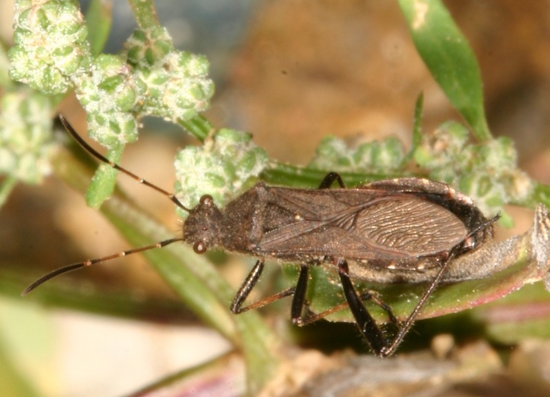 Il genere Alydus (Heteroptera, Alydidaae)