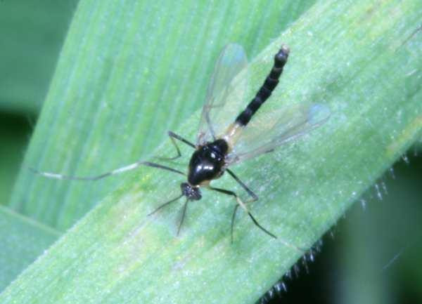 Chironomidae maschio