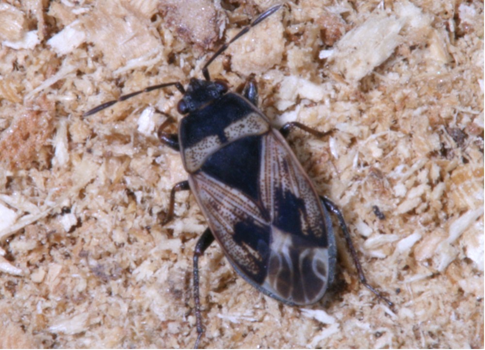 Chiave del genere Trapezonotus (Heteroptera, Lygaeidae)
