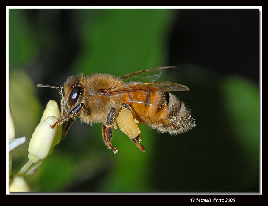 Api - Apis mellifera