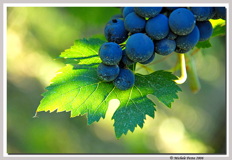 Tempo di vendemmia