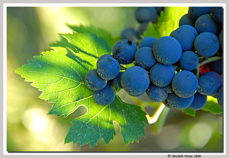 Tempo di vendemmia