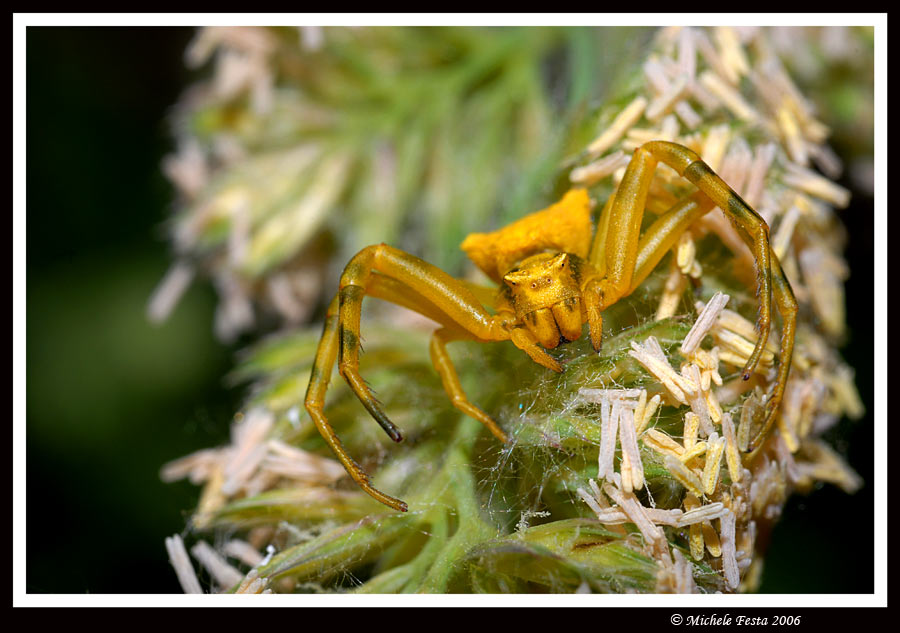 Ritratto di un ragno (Thomisus onustus e Argiope bruennichi