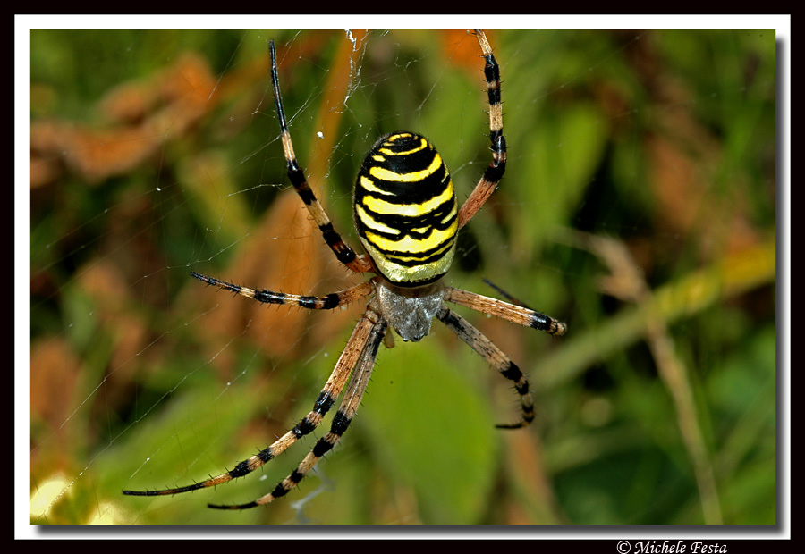 Ritratto di un ragno (Thomisus onustus e Argiope bruennichi