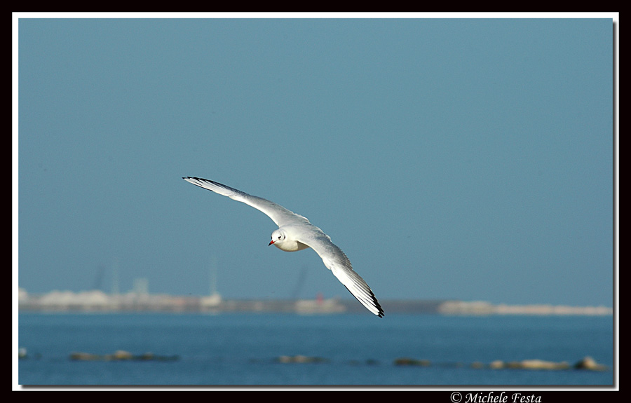 Un gabbiano all''orizzonte