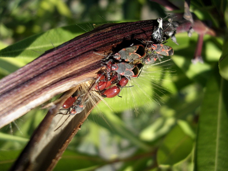 Lygaeidae: Caenocoris nerii nel Parco del Cilento (SA)