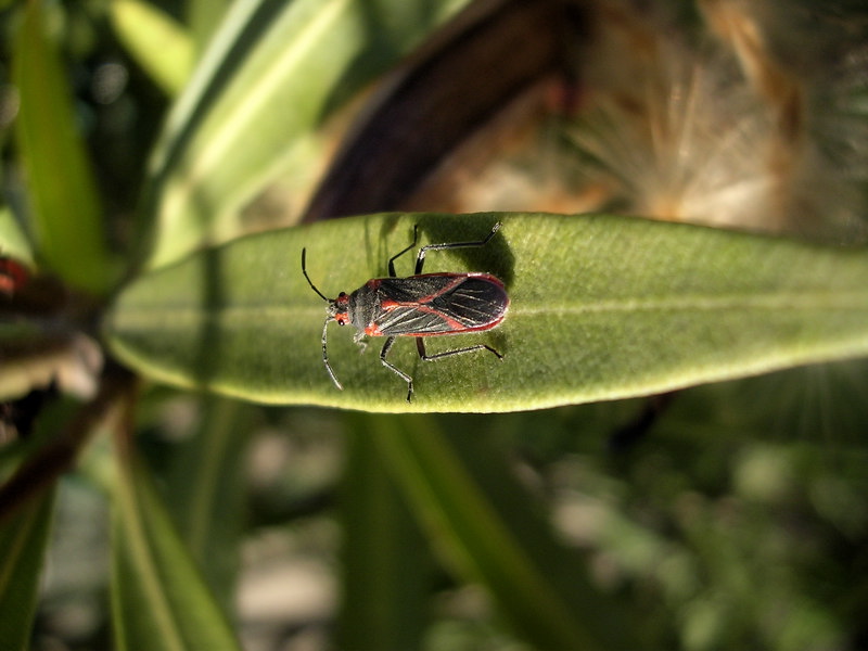 Lygaeidae: Caenocoris nerii nel Parco del Cilento (SA)