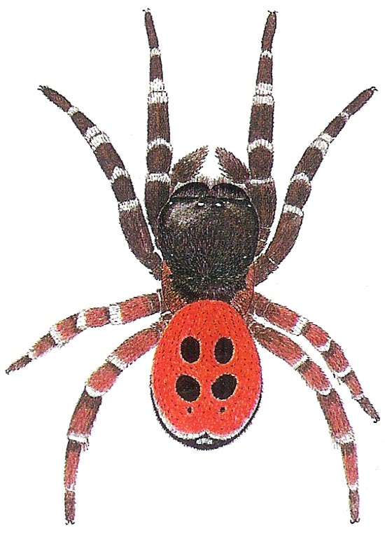 Eresus sp.