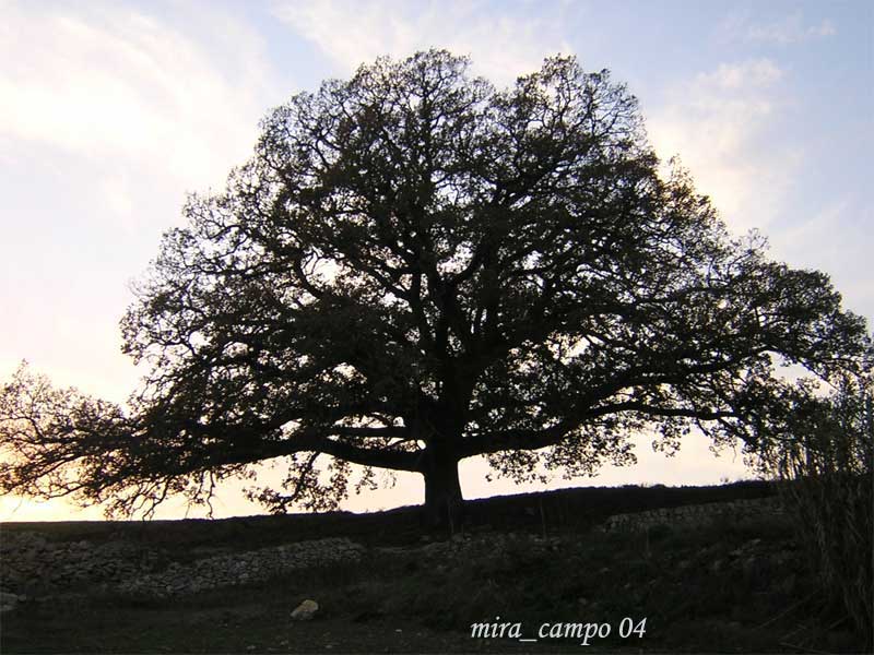 Quercus pubescens / Roverella
