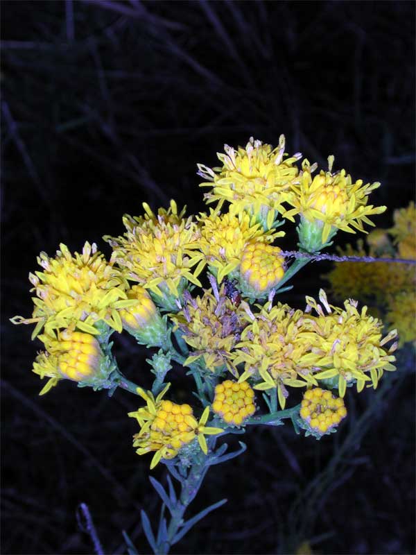 Galatella linosyris (=Aster linosyris) / Spilli d''oro