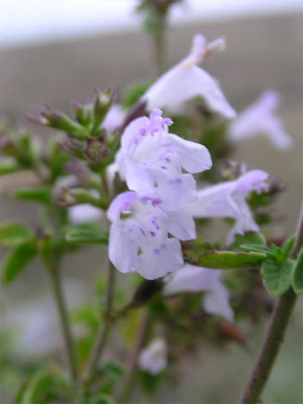 Calamintha nepeta